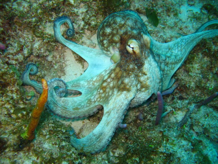 Octopus, common 480-37